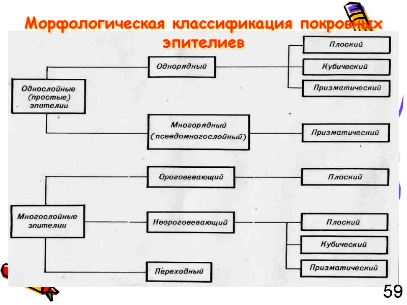 Морфологическая классификация покровных эпителиев 59